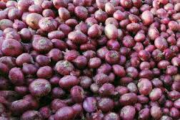 Wholesale Onion prices slashed Rs.5/- per kg in Delhi bringing effective rate per kg to Rs.35.40